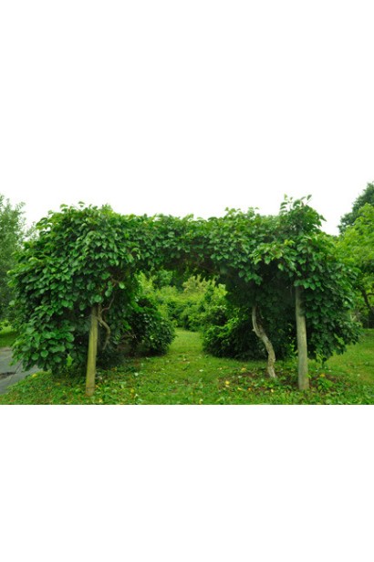 Кенс Ред в ландшафтному дизайні